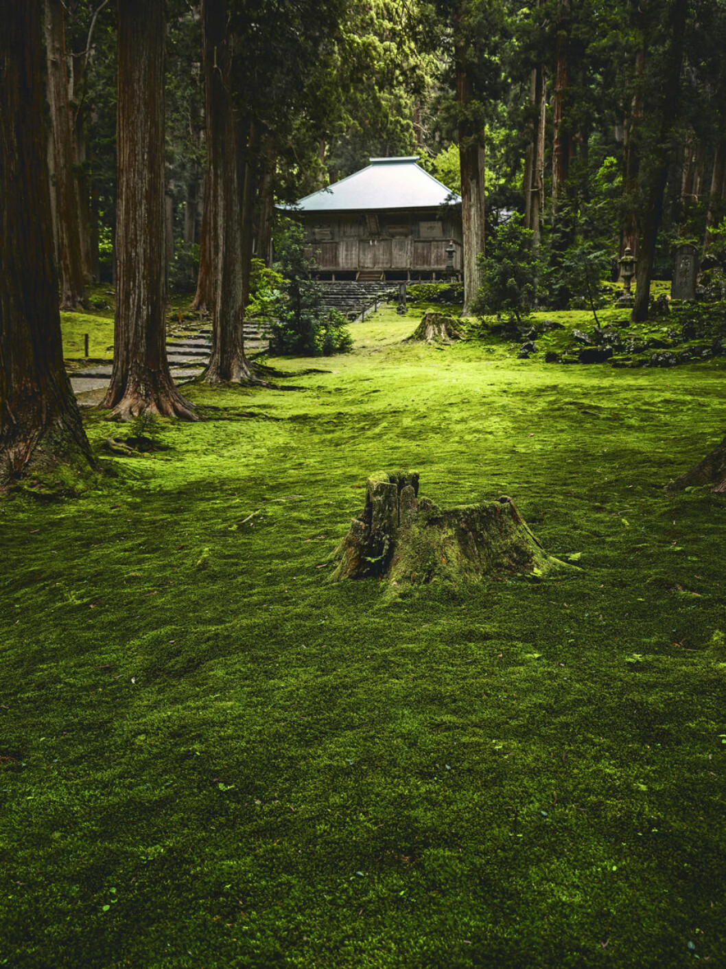 Foto: Henrik Bonnevier Mossa i skog