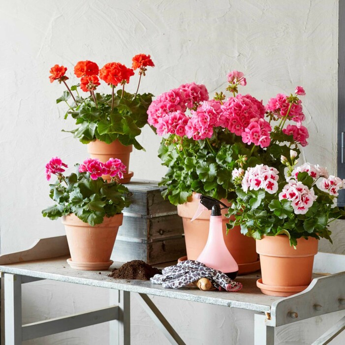Investera i färgstarka pelargoner som passar både inne och ute. Foto: Blomsterlandet. Pelargon är en tålig växt för balkongen