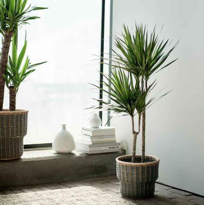 Håll kvar i den avkopplande semesterkänslan med dracenaväxter, som för tankarna till ljuvliga palmer. Foto: Ikea. Trendiga inomhusväxter 2021
