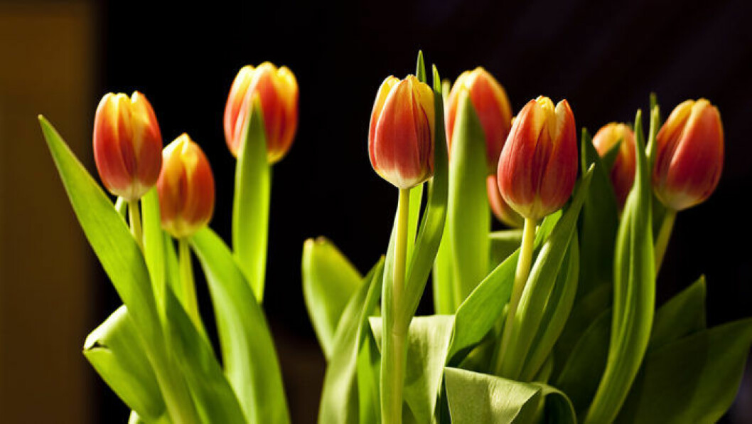 Foto: Shutterstock tulpaner