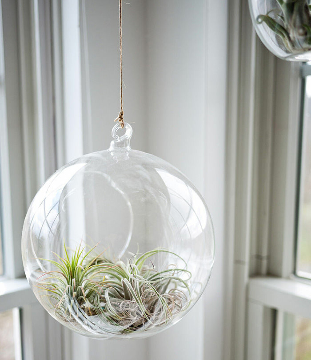 Foto: Unsplash Luftplanta hängandes i en glaskula