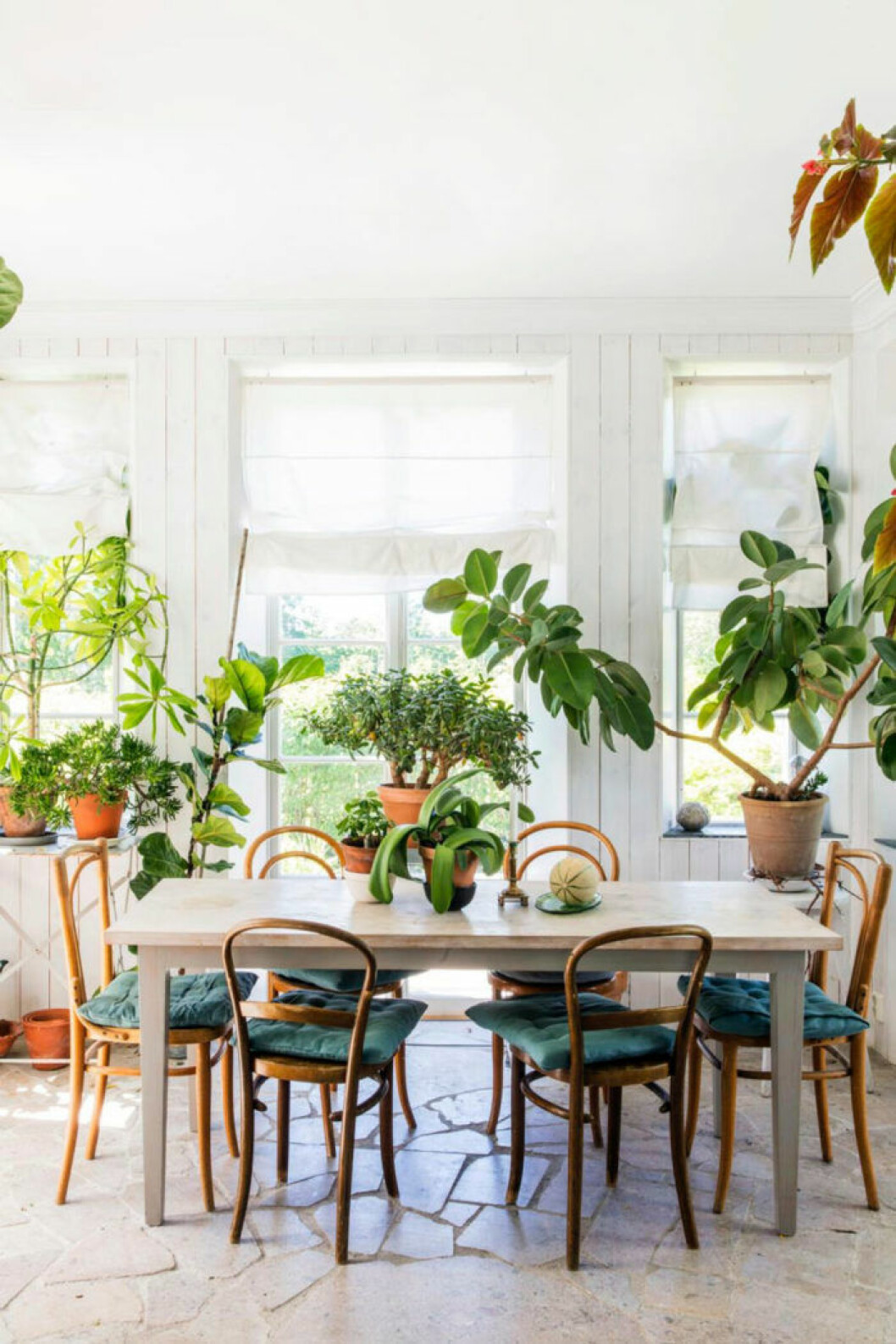 Djungelkänsla hemma hos designern Gunila Axén. Foto: Lina Eidenberg Adamo Växter i matplatsen