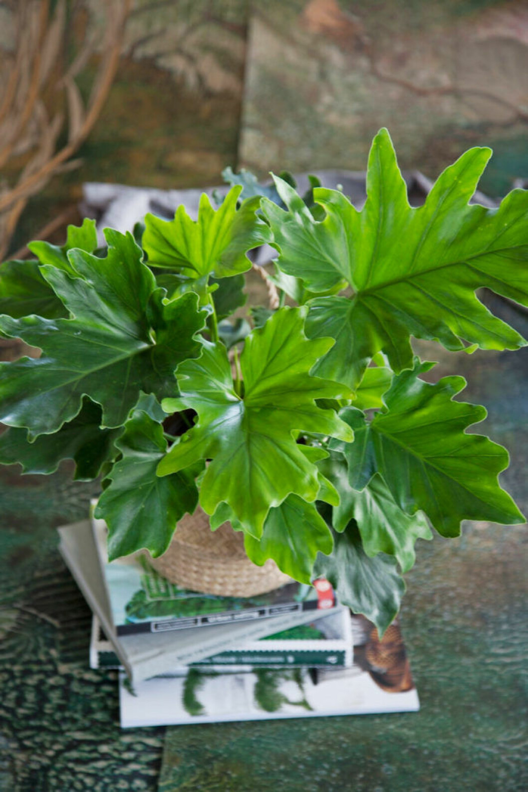 Fina filodendron. Foto: Blomsterfrämjandet Vacker filodendron