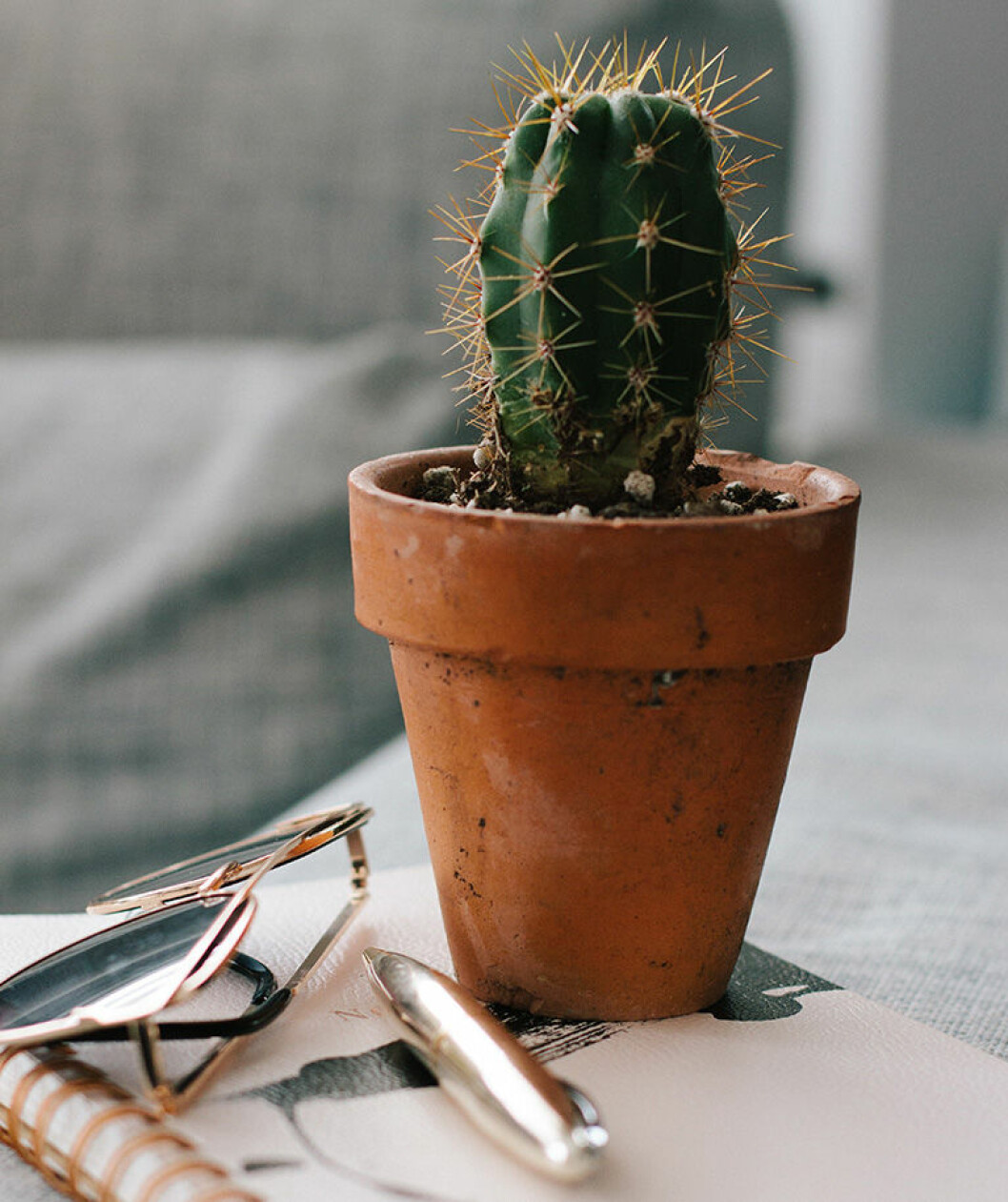 Foto: Unsplash Liten kaktus i kruka