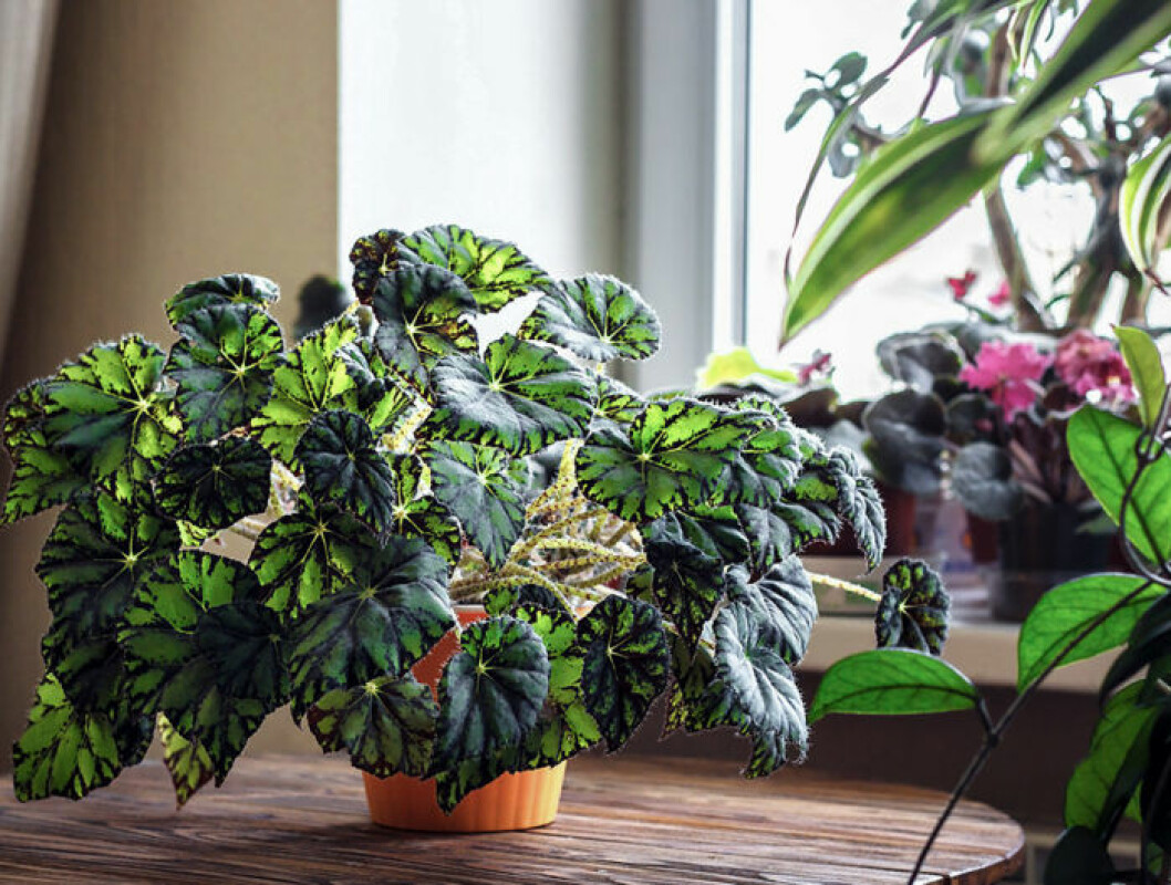 Foto: IBL Rexbegonia placerad i kruka vid fönstret