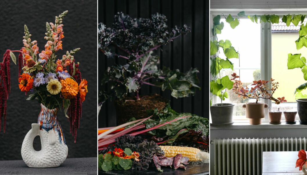 Växter blommor odla 2023