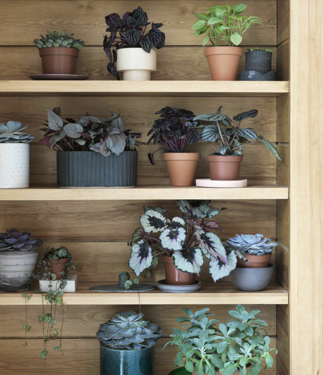 Styling: Lo Bjurulf och foto: Stellan Herner Bild från reportaget <a href="https://www.elle.se/decoration/sa-skapar-du-en-gron-oas-inomhus-stylistens-7-basta-tips/" target="_blank" rel="noopener">”Skapa en grön oas hemma – stylistens 7 bästa tips”</a> Hylla med olika gröna växter