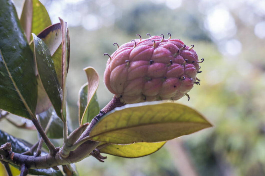Magnolia är en av doftnoterna hämtade från trädgården och som återfinns i parfymen.