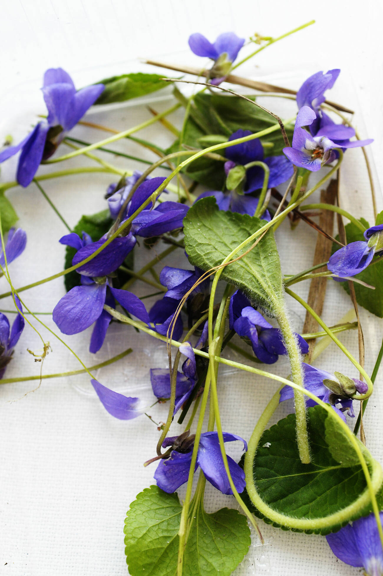 Tips på ätbara blommor exempelvis violer