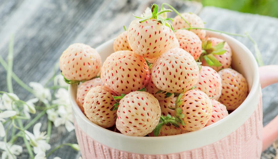 Vita jordgubbar, även kallade pineberries.