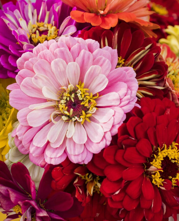 Foto: Shutterstock zinnia finns i mängder av färger och passar som snittblomma